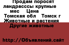 Продам поросят,ландрасссы,крупные,1.5 мес. › Цена ­ 3 000 - Томская обл., Томск г. Животные и растения » Другие животные   